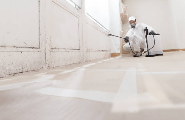 Black mold remediation team in Wallington
