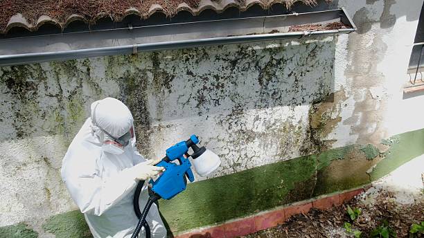 Mold Remediation service in Wallington, Wallington, NJ